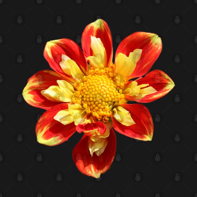 Dahlia in Red and Yellow by OVP Art&Design