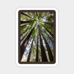 Looking up the tall redwood trees. Magnet