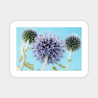 Echinops bannaticus  'Blue Globe'  Globe thistle Magnet