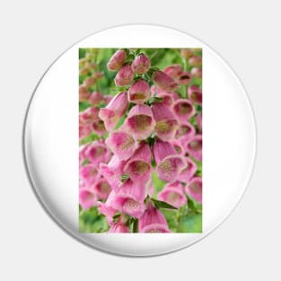 Digitalis × mertonensis  AGM  Strawberry foxglove Pin