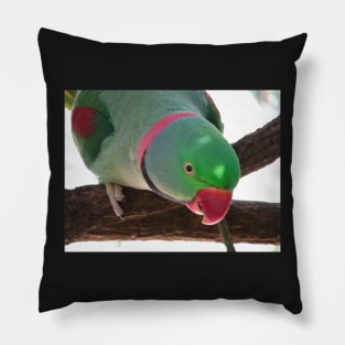 Rose-ringed Parakeet Pillow