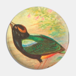 Rainbow Pitta Pin