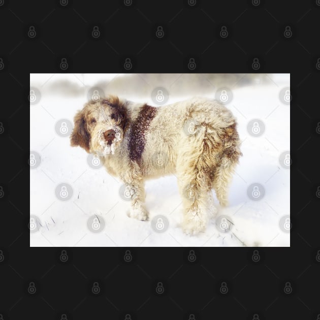 Spinone in a Snowstorm by heidiannemorris