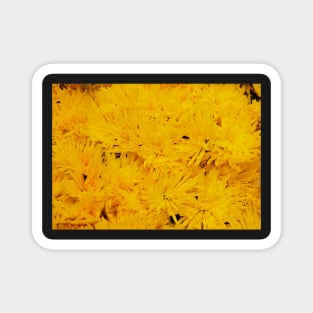 Yellow Chrysanthemums Magnet