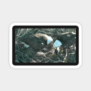 US Bald Eagles - Our National Bird VII Magnet