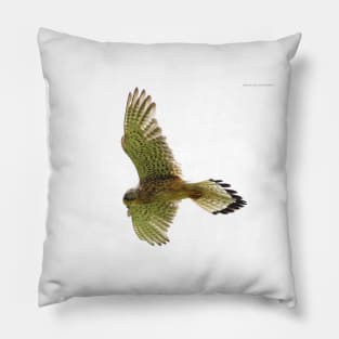 Kestrel in flight Pillow