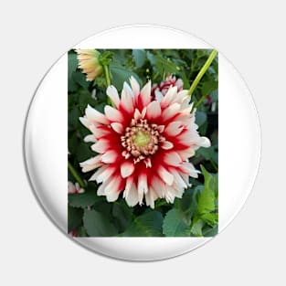 Red And White Dahlia Bloom Pin