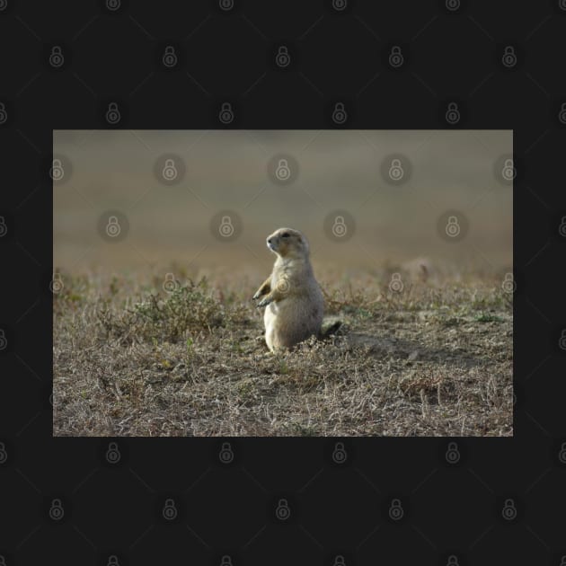 Prairie Dog by MarieDarcy