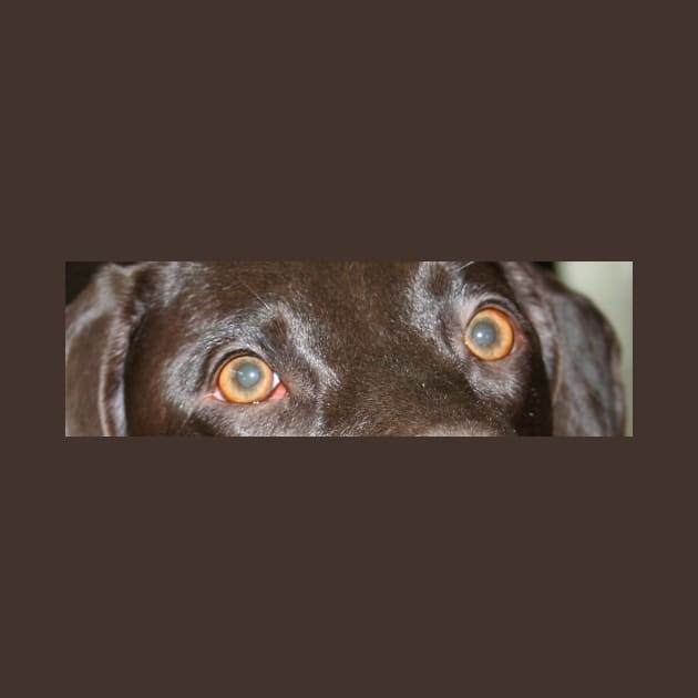 German Shorthaired Pointer liver eyes by Wanderingangel