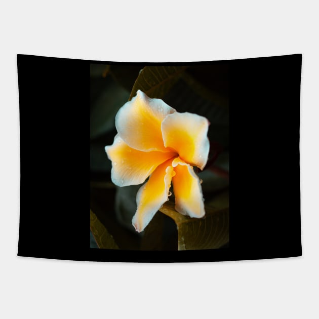 plumeria-flowers-frangipani-floral-blossom-petal-shirtyshirto-44 Tapestry by Shirty.Shirto