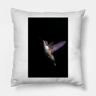 Free - Ruby throated Hummingbird Pillow