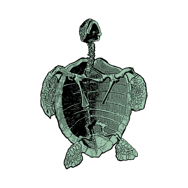 Sea Turtle | Ocean Sea Animal Reptile Nature Science by encycloart