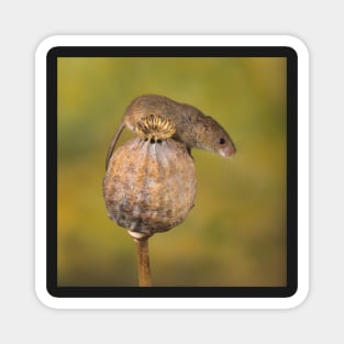 Harvest Mouse on seedpod Magnet