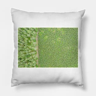 Top down aerial view of green nursery forest bordering with mature forest Pillow