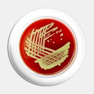 Bacterial Culture Streaks E.coli Petri Dish in Microbiology Lab Gold Red Yellow Pin