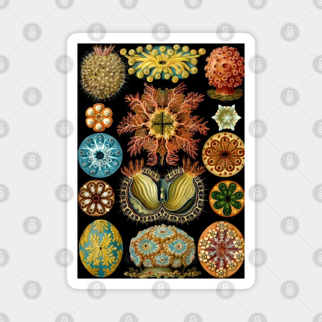 Undersea Life Magnet by JoolyA