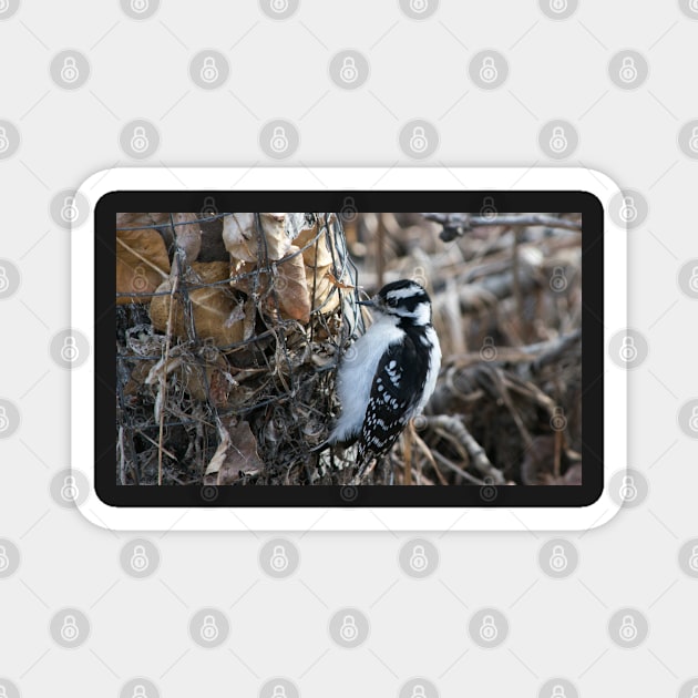 Downy Woodpecker. Magnet by CanadianWild418