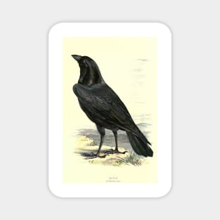 Raven Magnet