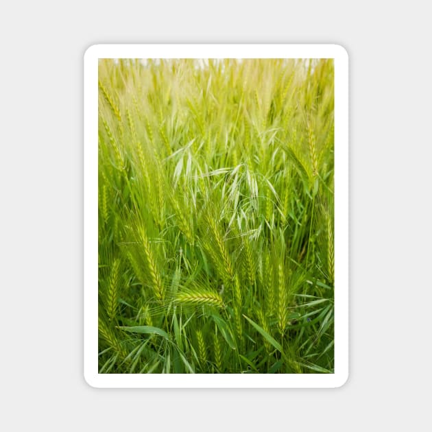 Blooming wild foxtail plants Magnet by psychoshadow