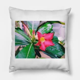 adenium obesum, desert rose, nature, flower, adenium, plant, rose, plants, succulent, desert, beautiful, pink, floral, obesum, flowers Pillow