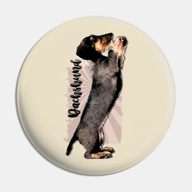 Wirehaired  Dachshund puppy Pin by Nartissima