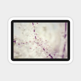 Cherry tree blossom Magnet