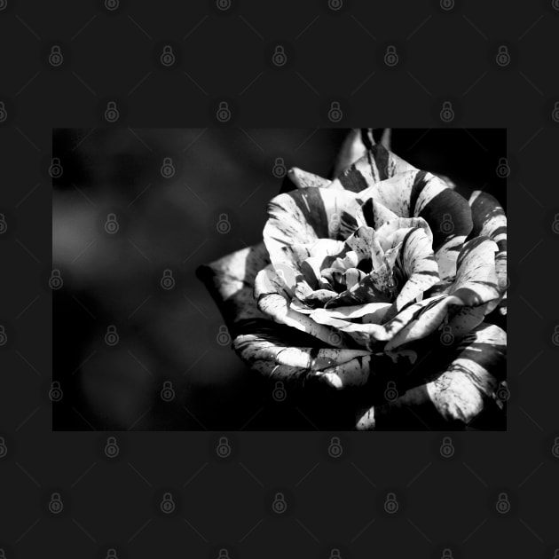 Different but beautiful, black and white rose flower photography by KINKDesign