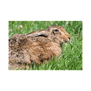 Brown Hare sat in the Grass T-Shirt