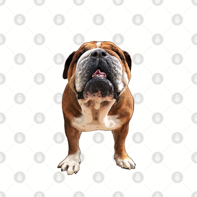 Bulldog English / British / American Dog by ElegantCat