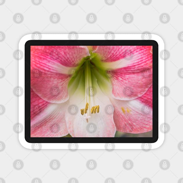 Pink reddish amaryllis Magnet by Dolfilms