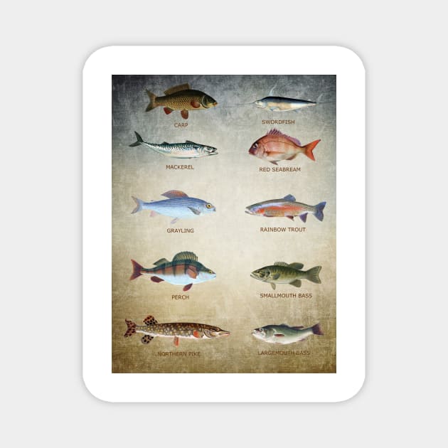 Fish Chart Magnet by JimDeFazioPhotography