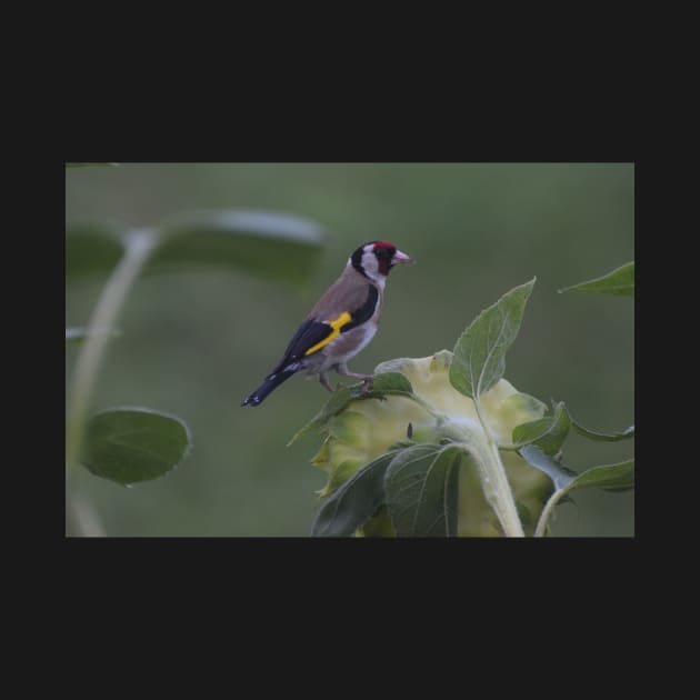 A Common Finch, France by golan22may