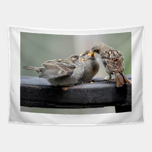 Sparrow Fledglings Being Fed Tapestry