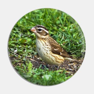 Female Rose-Breasted Grosbeak Sitting In The Grass and Sunflower Seed Shells Pin