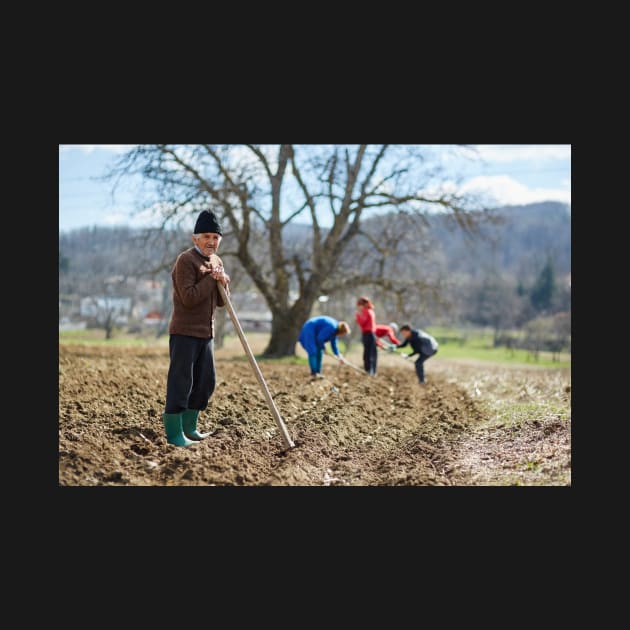 Sowing potatoes by naturalis