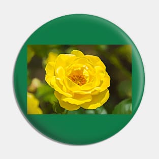 Walking On Sunshine Rose Pin