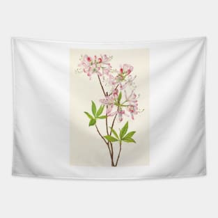 Pinkshell azalea - Botanical Illustration Tapestry