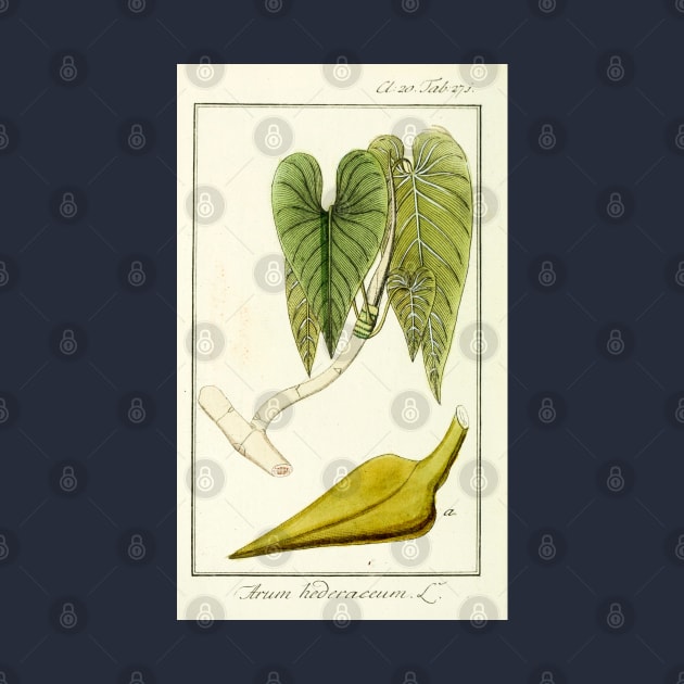 Mature Heartleaf Philodendron - Philodendron hederaceum - Botanical Illustration by chimakingthings