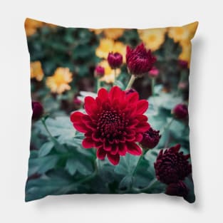 crimson chrysanthemum Pillow