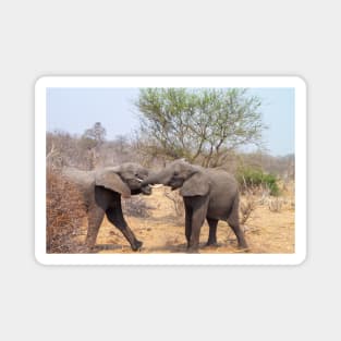 Two African Elephants Fighting with Trunks Magnet