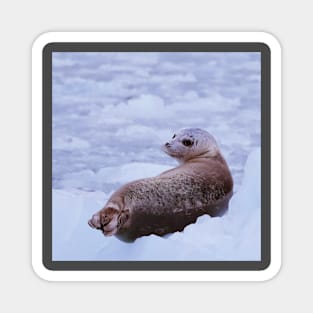 Seal Relaxing Magnet