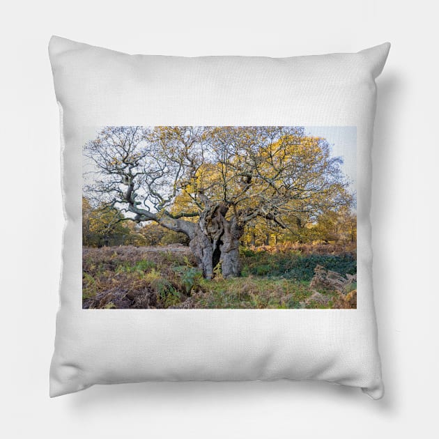 Royal Oak, Richmond Park Pillow by GrahamPrentice