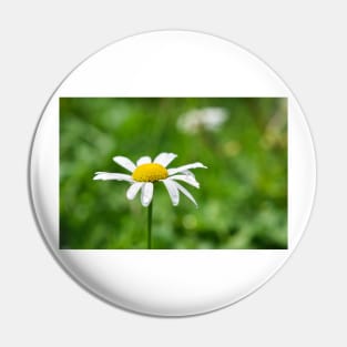 Chamomile flower with dewdrops Pin