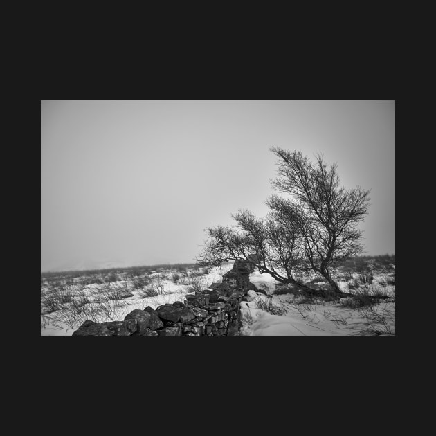 Lone Tree by richard49