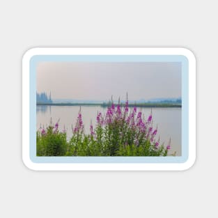 USA. Alaska. Fireweeds on the River Shore. Magnet