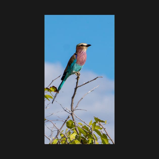 Lilac-breasted roller bird. by sma1050