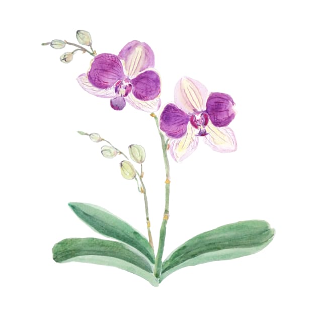 purple orchid watercolor by colorandcolor