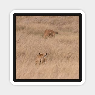 Serengeti Lion #7 - closing in on the kill Magnet