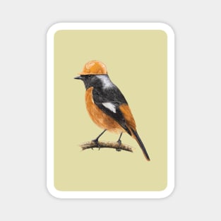 White-winged redstart Magnet