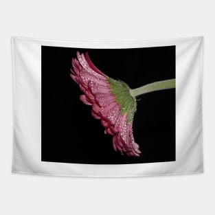 Pink Gerbera Daisy Tapestry